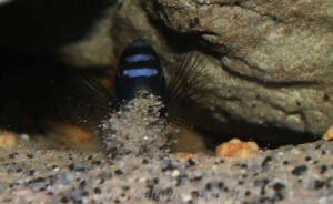 Labidochromis sp. 'mbamba' Mbamba Bay